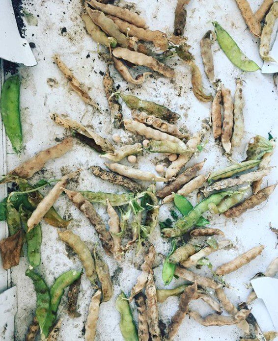 Seed share seed circle