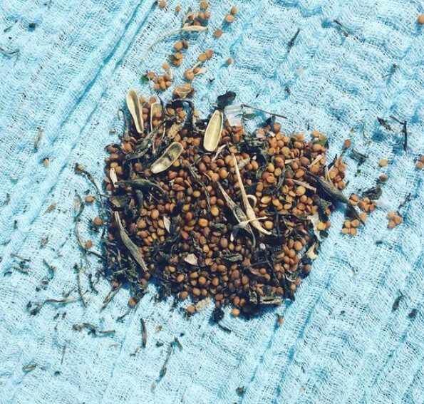 Seed share seed circle